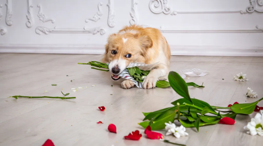 Dog chewing on flowers.