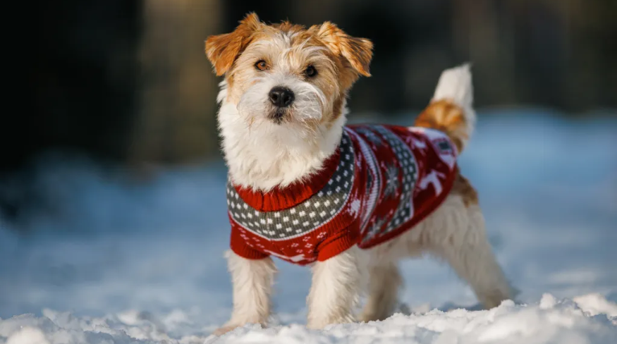 Terrier in a knitted sweater in the snow.